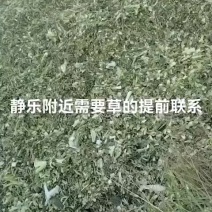 玉米青储草