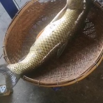 纯吃草的鱼