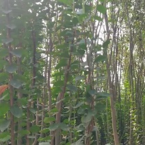 紫薇4亩
