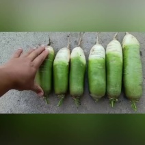 青萝卜