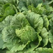 凌海白菜大量上市提前预约