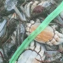 螃蟹，微山湖大闸蟹