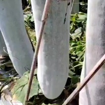 白皮冬瓜