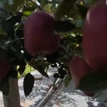 【精品】天水花牛苹果产地供应质量保证欢迎来电咨询