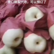 壶口酥梨
