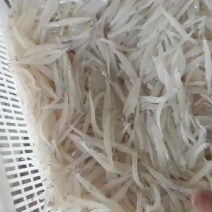 淡水银鱼，大毛刀鱼
