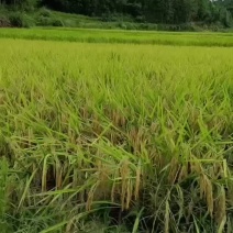 大米绿色大米