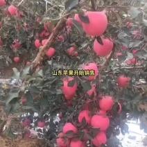 红富士苹果