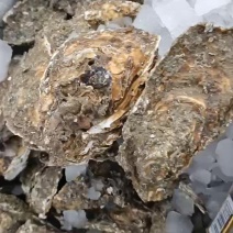 诏安本港三倍体大蚝统货