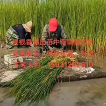 香蒲