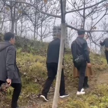 10公分油桐树苗基地直供，重庆俊尧千亩油桐树苗培育基地