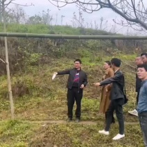 12公分油桐树基地直供，重庆俊尧千亩油桐树苗培育基地
