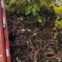 8公分油桐树基地直供，买油桐树苗请选择我们专业的培育公司