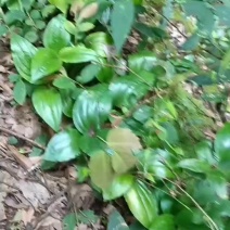 见血清