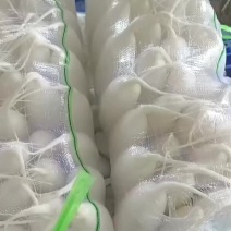 白罗卜大量供应