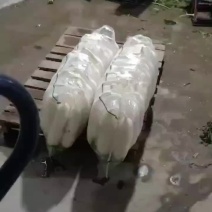 河南清丰万亩的萝卜10月1号大量上市，冷库，专业打包装车