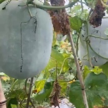 白皮冬瓜