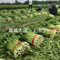 法国皇后西芹