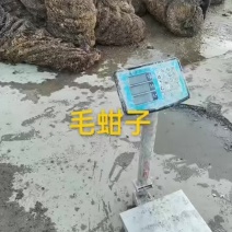 毛蚶子，赤贝