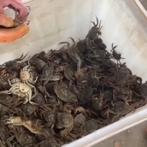 微山湖大闸蟹