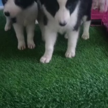 边牧犬