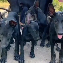 精品黑狼犬