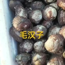 毛汉子，赤贝
