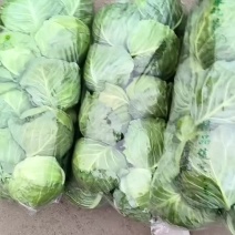 本地甘蓝大量有货