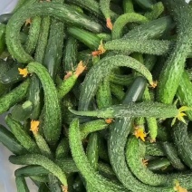 新鲜现摘黄瓜扭，大量供应！