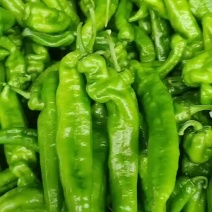 河南精品鲜泡椒产地一手货源量大价优欢迎随时电话联系