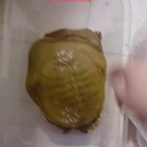 甲鱼