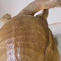 甲鱼