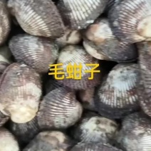 毛蚶子，赤贝