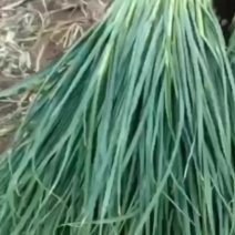 青海蒜苗西宁蒜苗红根蒜苗大棚蒜苗大量上市对接全国市场档口