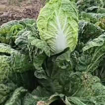 黄心大白菜