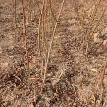 各种蟠桃黄金蜜桃油桃红毛桃桃树苗子一手货源