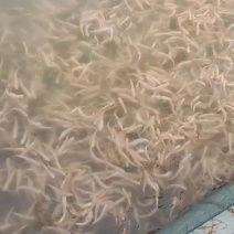淡水鱼银鳕鱼，产地直发，品质保证，可视频看货，欢迎选购