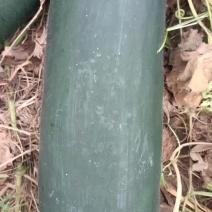 冷棚长条黑冬瓜