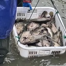钓场包存活包质量包开口