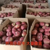 半色外贸小花牛0.9，需要的老板联系
