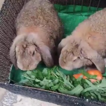 纯种公羊兔