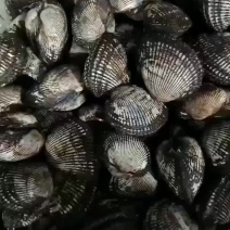 毛蚶子，赤贝