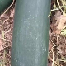 冷棚黑冬瓜