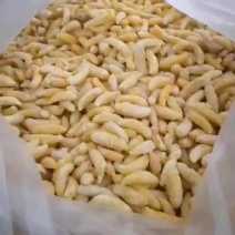 树蜂一级二级，一二级混合蜂蛹各种规格都有，欢迎咨询