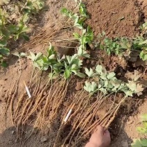 药用牡丹苗基地直销免技术支持，好货不等人