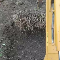 鱼腥草种根
