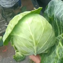 秦皇岛昌黎精品甘蓝大量上市价格美丽大量有货