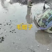 毛蚶子，赤贝