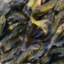 江苏南通黄骨鱼黄颡大量供应新鲜对接量大从优欢迎致电咨询