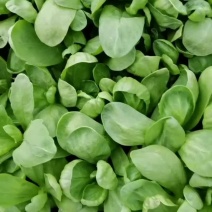 江苏南通大叶茼蒿菜/菊花菜基地，货源充足，质量保证